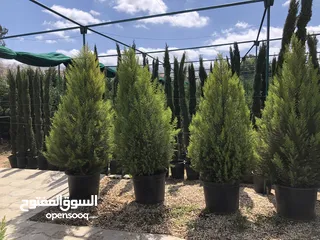  2 مشاتل الاندلس لانتاج وبيع جميع انواع الاشجار البلديه والمستوردة