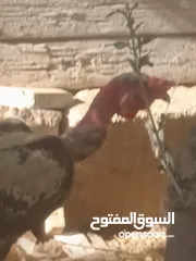  3 محمد صمادي