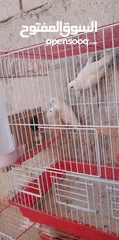  4 جوزين روز البينو مع فراخ مفطومه