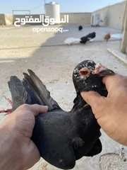 17 كوم حمام للبيع