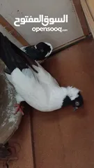  2 حمام علالول