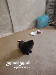  1 قطة أنثى للبيع هملايا