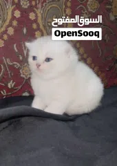  13 Pure Scottish/ بيور سكوتش