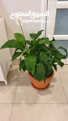  2 نبات زنبقة السلام + دبنباخيا