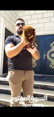 16 Pomeranian   Samoyed    Giant Malamute