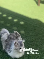 12 قطط ذكر عمر سنه
