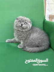  2 مجموعة قطط سكوتش فولد وستريت كل اشي الو سعر