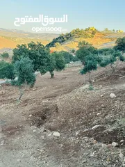  11 أرض مميزه _الصبيحي _ بيوضه الشماليه