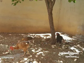  1 دجاج بلدي للبيع بياض