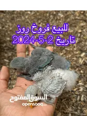  1 عرض جديد بتاريخ 2-5 للبيع فرخين روز الموقع عبري