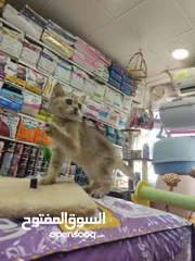  3 قطه سكوتش جولدن العمر 60 يوم بسعر مغري شامل فل بكج