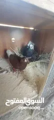  2 جوز تكلجي الفحل احمر والطيره سودا مع فراخهم