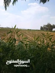  2 خمسه فدان مسجله ومستوفيه الاوراق الارض ملكيه خاصه افراد 800 متر من الطريق الرئيسي