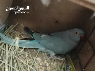  5 ببغاء كويكر. و دره. و فراخ دره و كويكر  تابع وصف طيور بسعر حرق