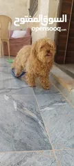  1 كلب زينة هادي جدا