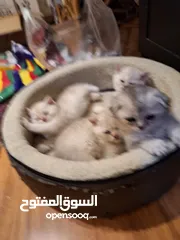  4 British fold and straight  kittens
