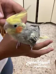  2 عصفور ككتيل اليف للبيع