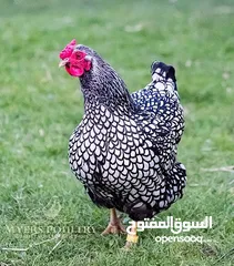  23 صوص لوهمان براون الالماني Lohman Brown  السلالة الاصلية