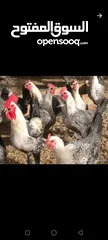 1 فراخ فيومي