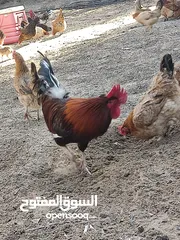  6 دجاج بياض للبيع