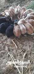  4 أرانب ذكور للبيع