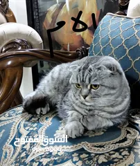  6 قطة سكوتش هماليا