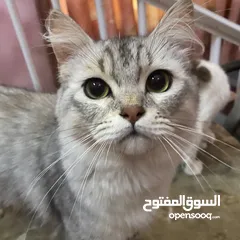  5 قطط للتبني cats for adoption