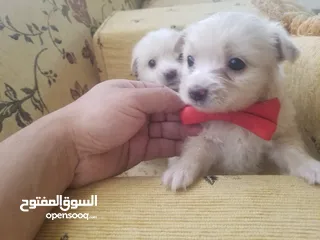  9 جرا مالتيز بيور اصل  اب وام