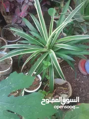  19 زريعه زينه للبيع