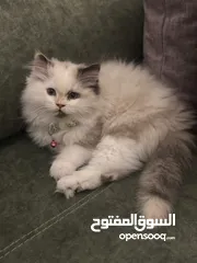  1 قطة للبيع راج دول
