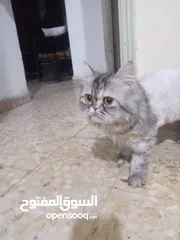  4 مطلوب سكوتش فولد للتزاوج