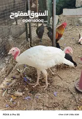  5 حبش ابيض للبيع