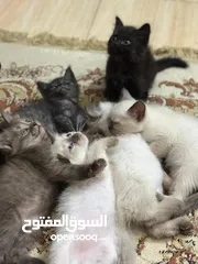  5 للمهتمين فقططط قطط للبيع سيامي وبريتش