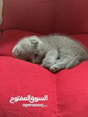  4 SCOTTISH FOLD AND BRITISH SHORT HAIR