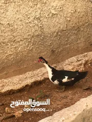  7 جاج بلدي بياض