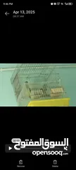  2 قفص كاسكو ثقيل  ماكليات اتوماتيكيه بتفصل القشر لحال و الحبوب لحال