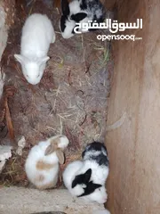  3 ارانب الطاف وكيوت