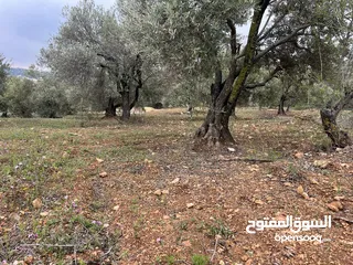  5 سلعوف 3500 م خصوصيه مميزه