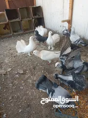  5 حمام زق وفراخ ومخاليف صحة ونظافة ماشاء الله