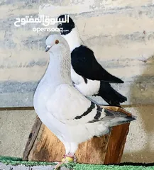  1 متاح شويت حلوين