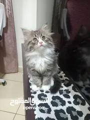  3 ذكر  كيوت عمر شهرين