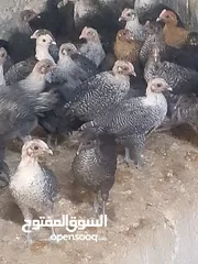  5 فرخات دجاج نخب