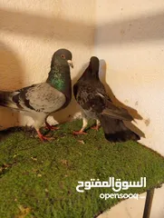  2 حمام للبيع