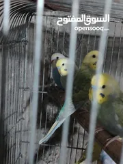  4 طيور حب رينبو وهوقو رومو للبيع