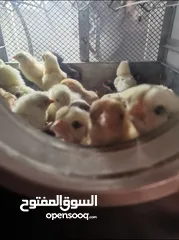  5 فقاسات فيم الإيطالية 70 بيضه نوادرررر ايطالي اصلي. ماشاءالله تبارك الرحمن.