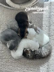  15 Kittens (Adorable)