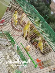  29 عصافير كنار للبيع جواز جاهزه في  اشي مع بيض واشي مش مع بيض وفي فراخ صغار جواز