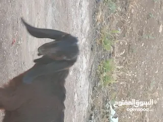  5 عنزه شاميه معه صخله عمر 3 شهور