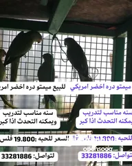  3 متوات خضران العمر مناسب للتدريب وللتحدث