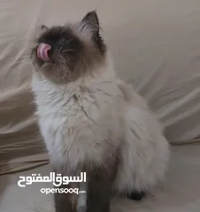  7 قطتين هملايا للتبني مجاناً شرط تقوى الله بهذه المخلوقات